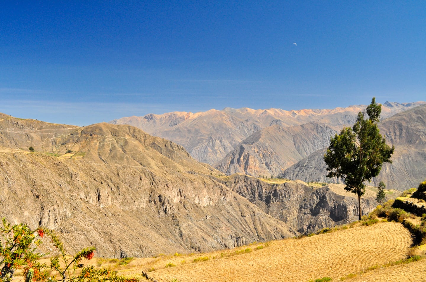 Trekking Colca Canyon Peru