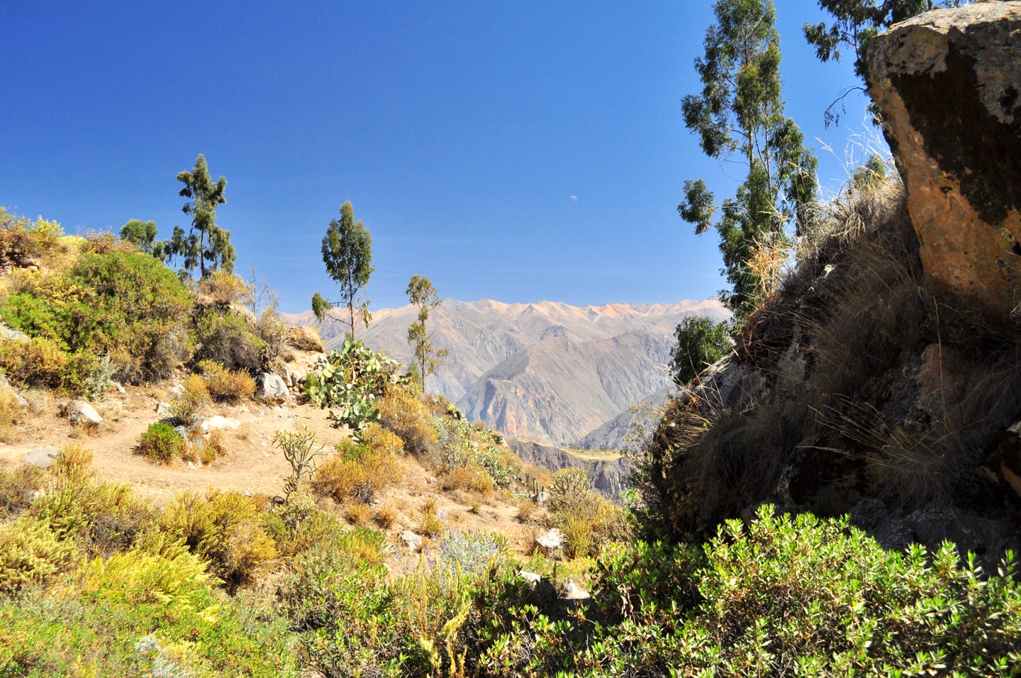 Trekking Colca Canyon Peru