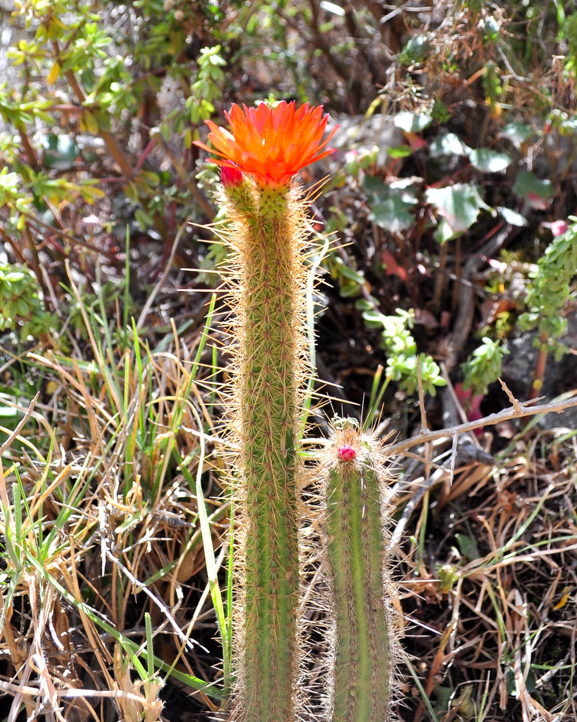 Peru Inca Trail Trek to Machu Picchu