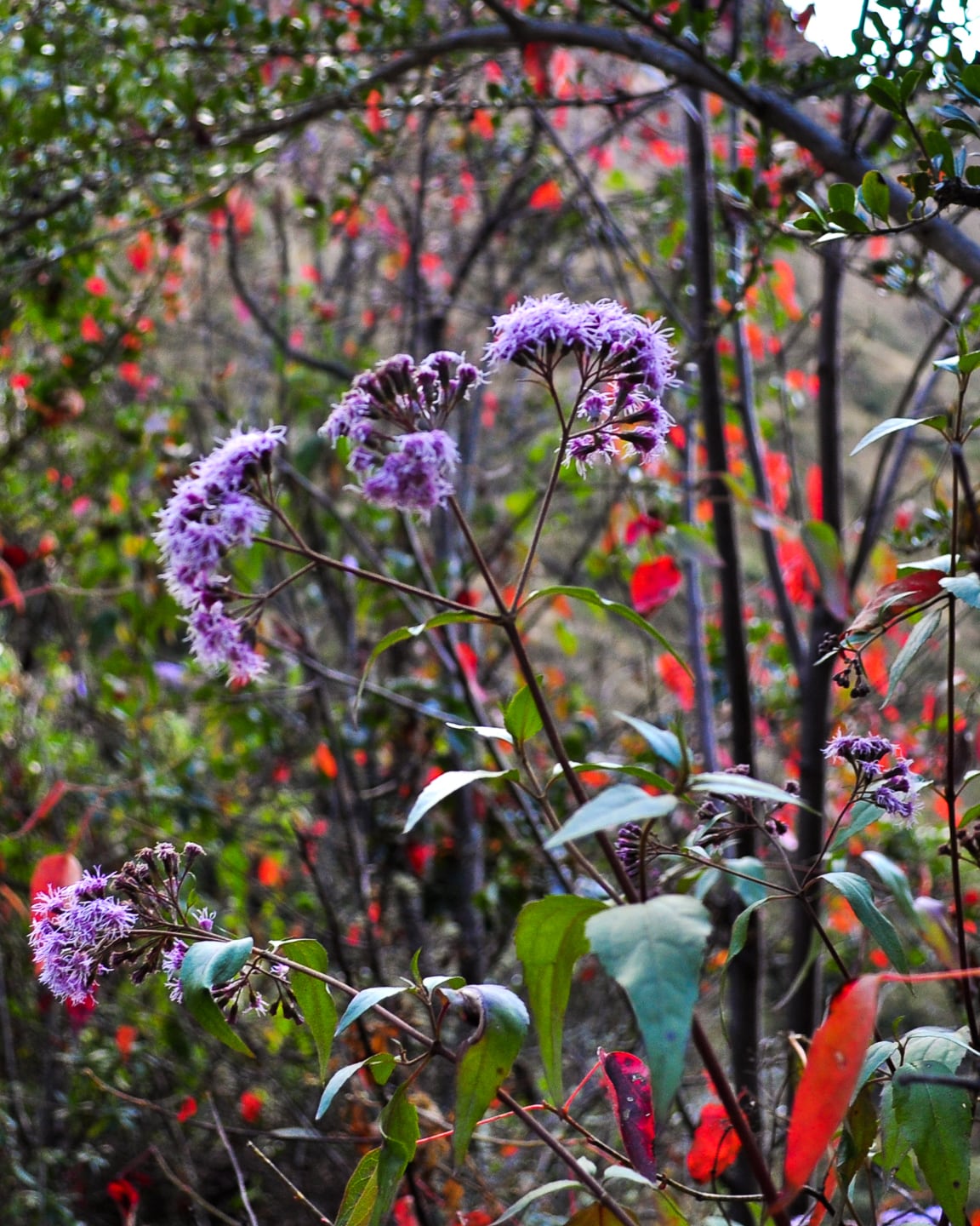 Peru Inca Trail Trek to Machu Picchu
