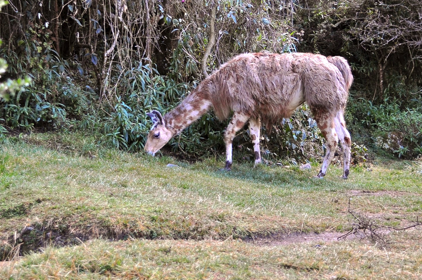 Peru Inca Trail Trek to Machu Picchu