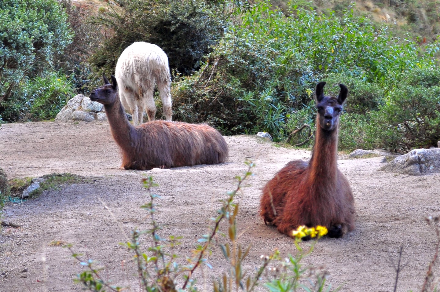 Peru Inca Trail Trek to Machu Picchu