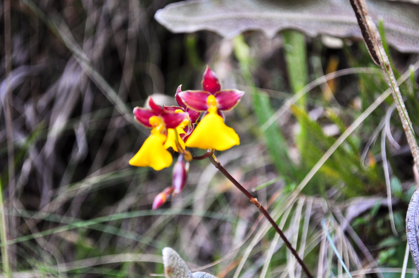 Peru Inca Trail Trek to Machu Picchu