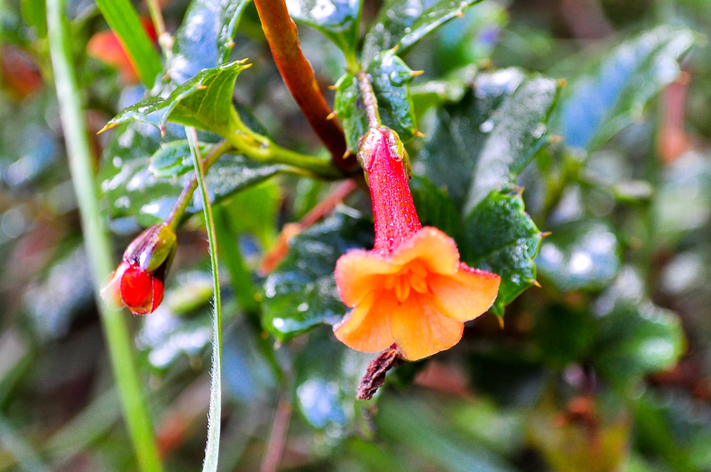 Peru Inca Trail Trek to Machu Picchu