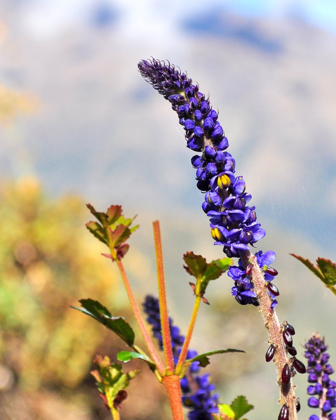 Peru Inca Trail Trek to Machu Picchu
