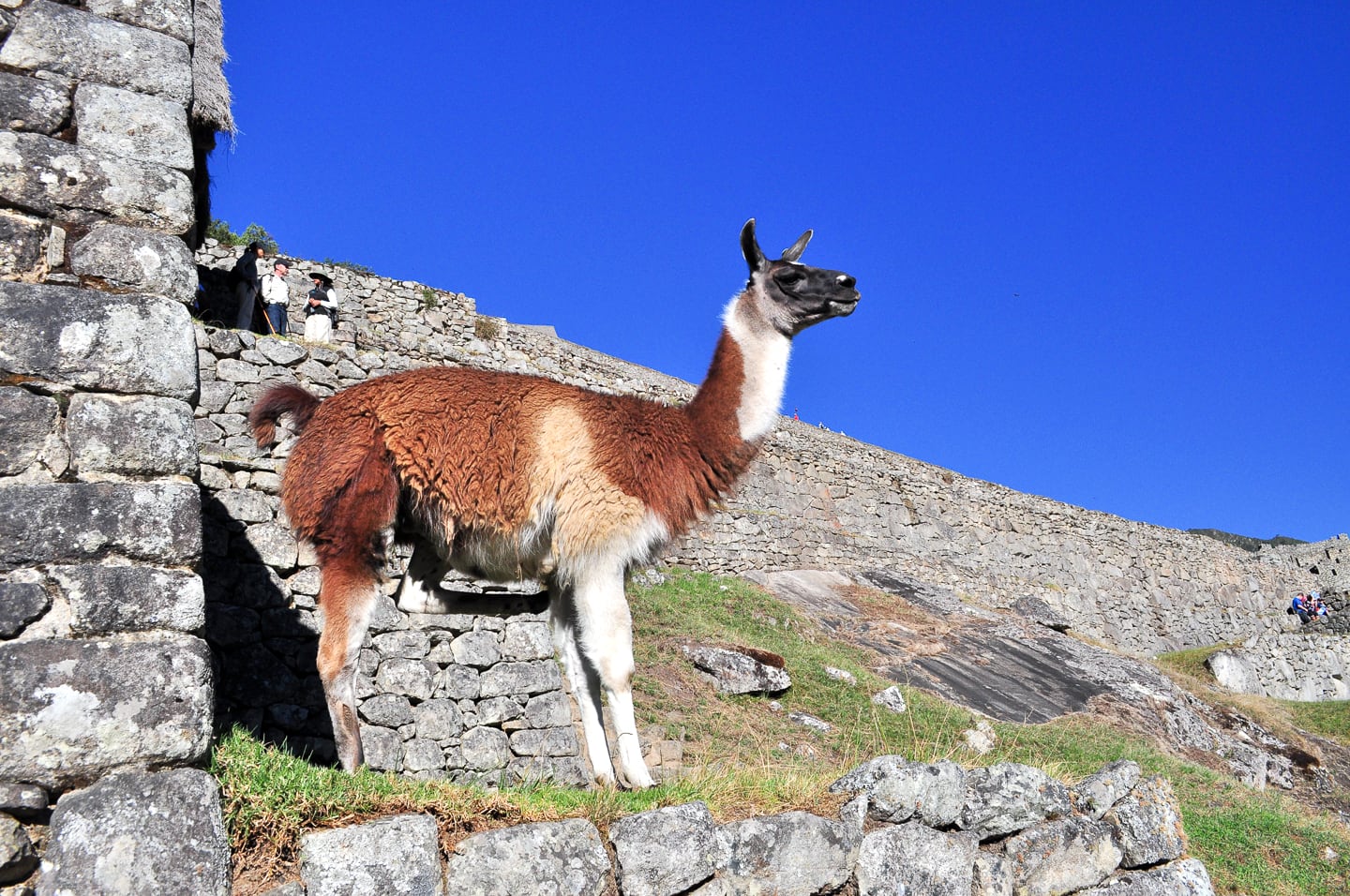 Peru Inca Trail Trek to Machu Picchu