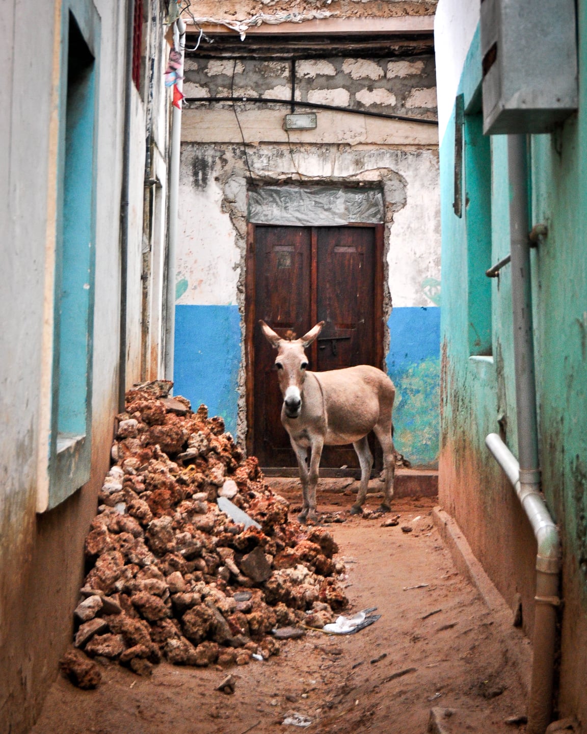 mule Lamu Kenya back streets