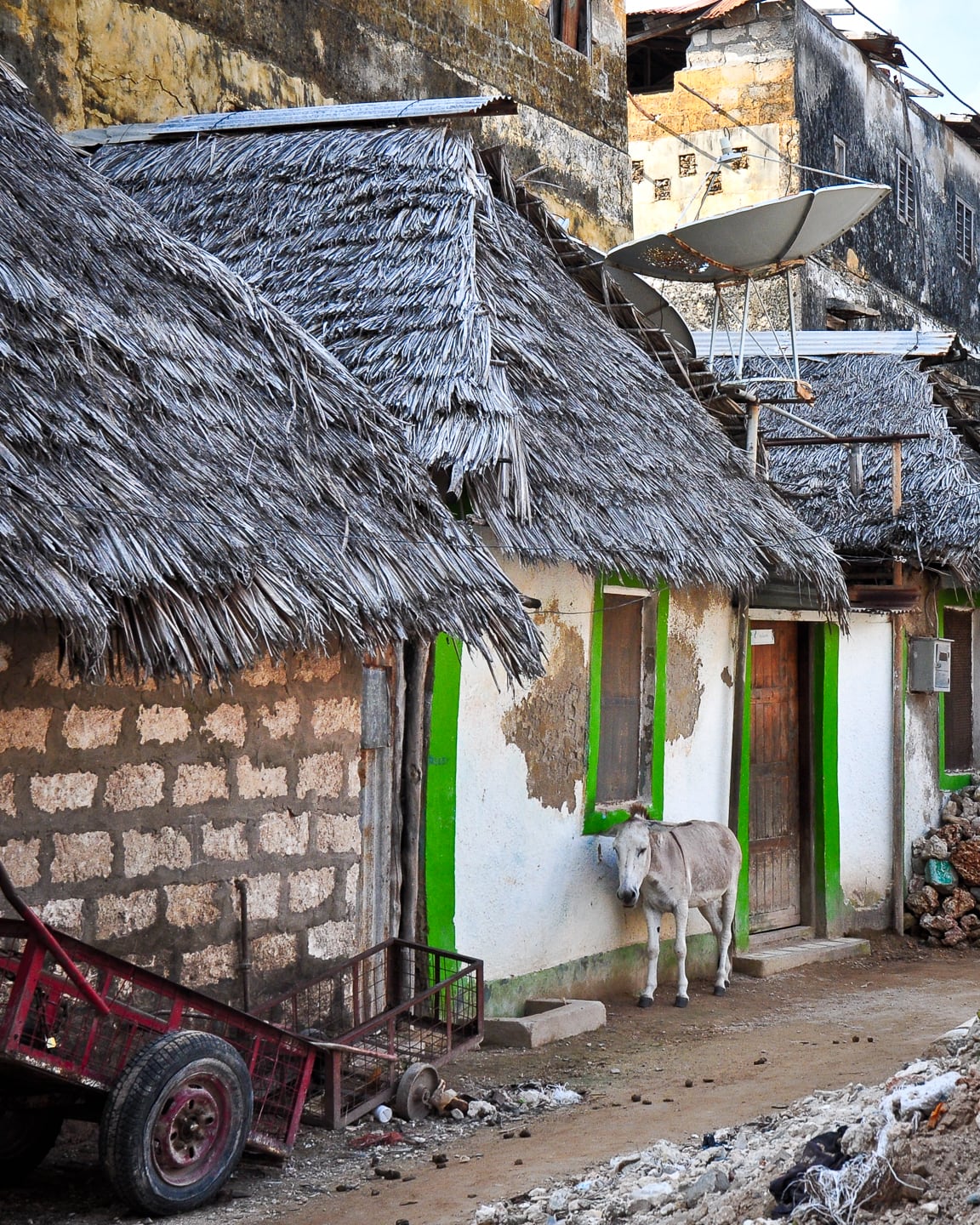 mule in front of thatch roof house Lamu Kenya