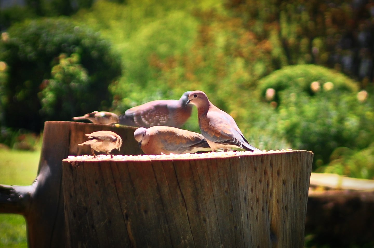 African mourning doves feeding on stump