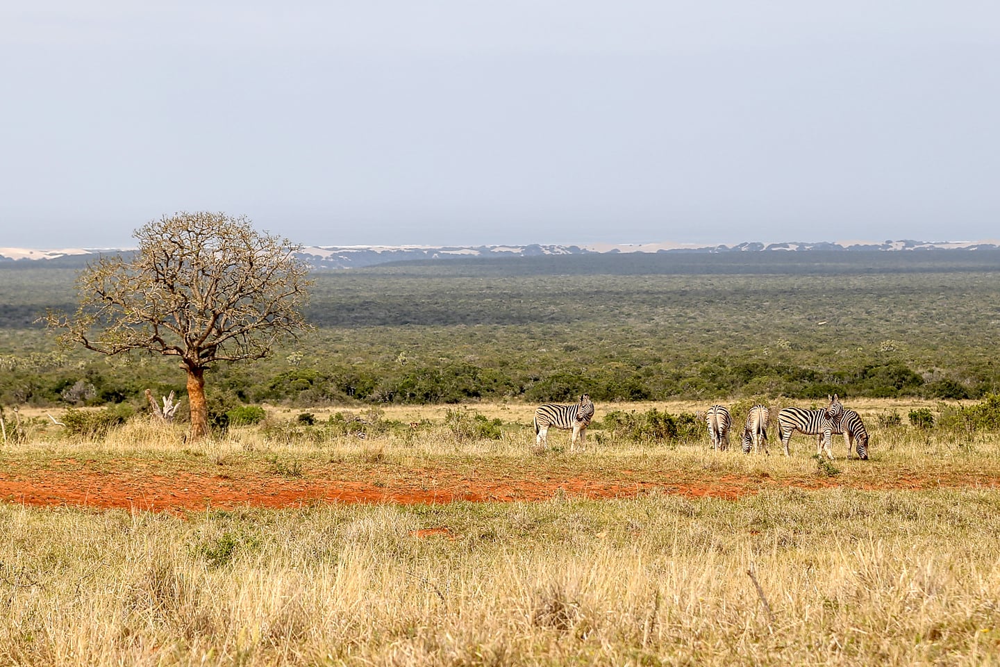 zebra at Addo Elephant National Park