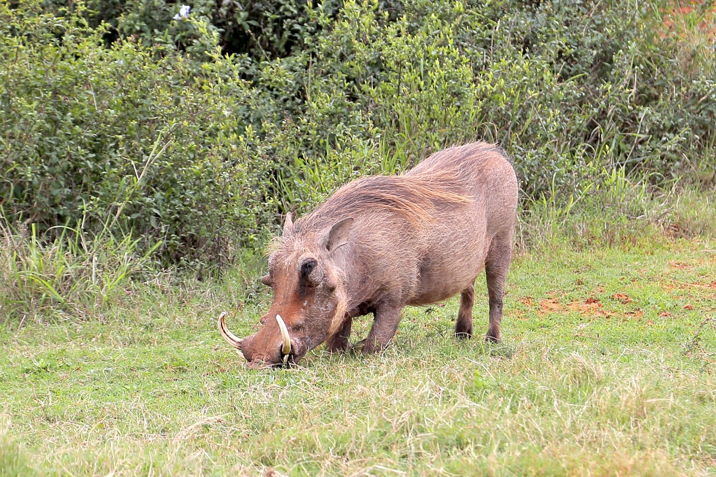warthog feeding at Addo Elephant National Park