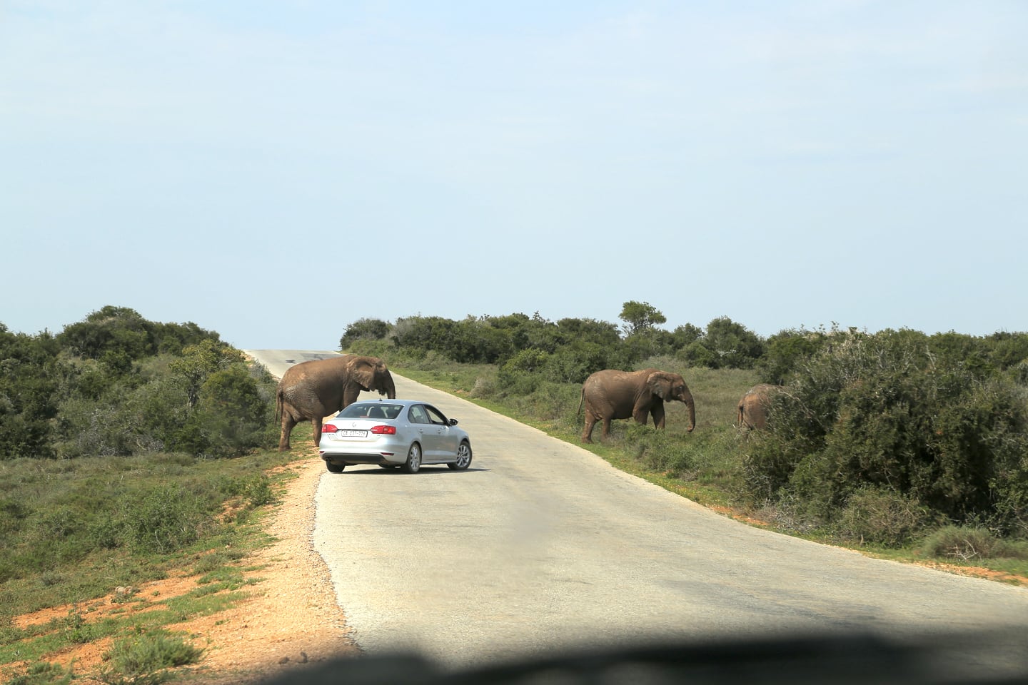 elephant encounter at Addo Elephant National Park