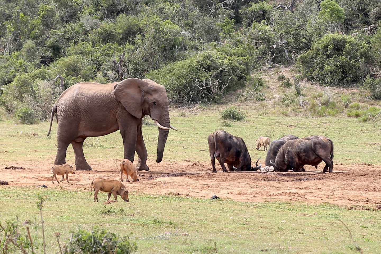 big game feed at Addo Elephant National Park