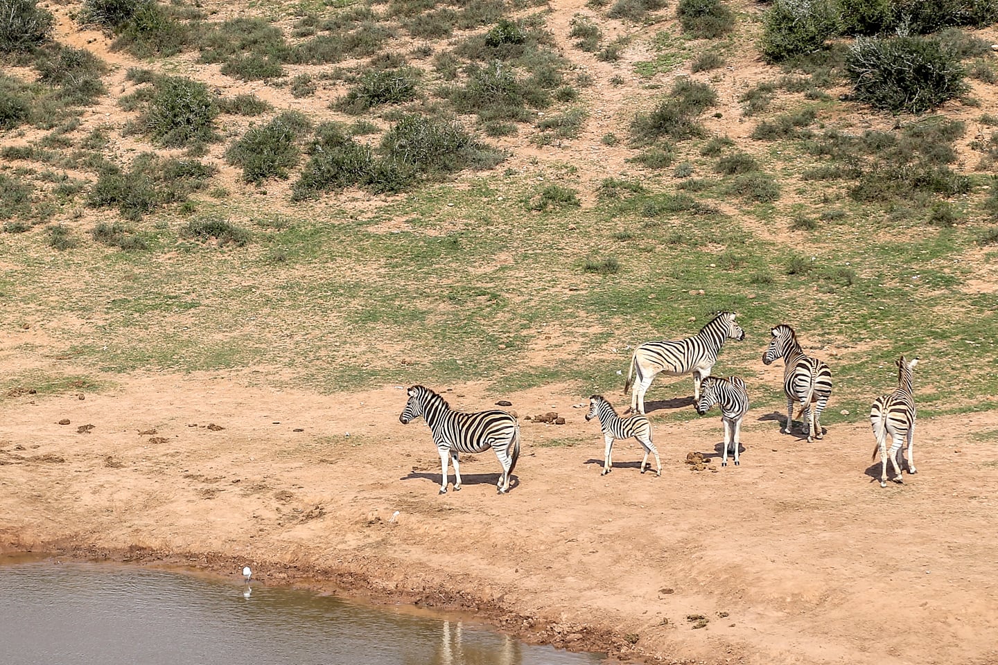 zebra near a pond at Addo Elephant National Park South Africa