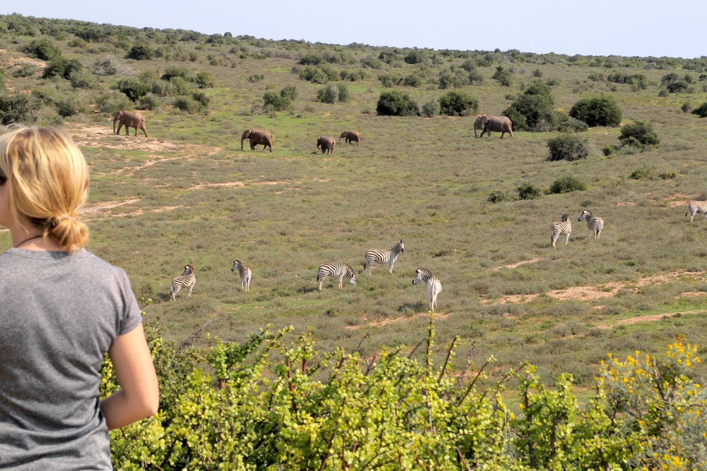 elephant and zebra Addo Elephant National Park