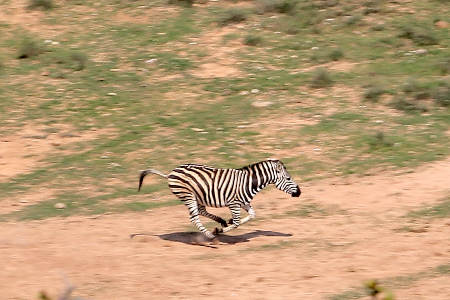 zebra galloping South Africa