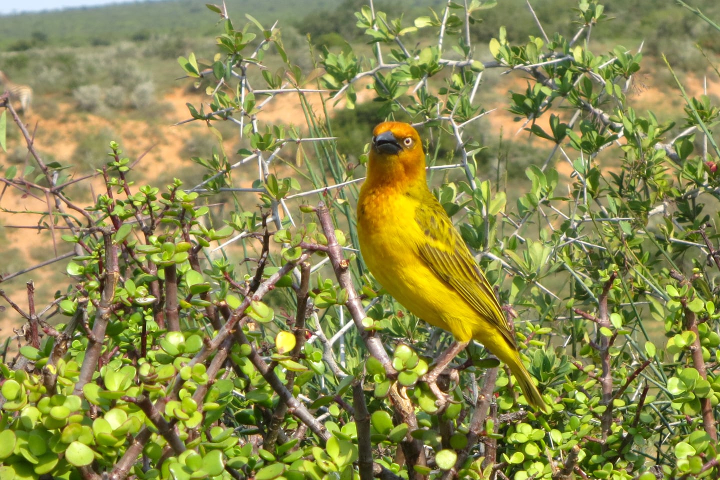 yellow bird on branch inside Addo Elephant National Park