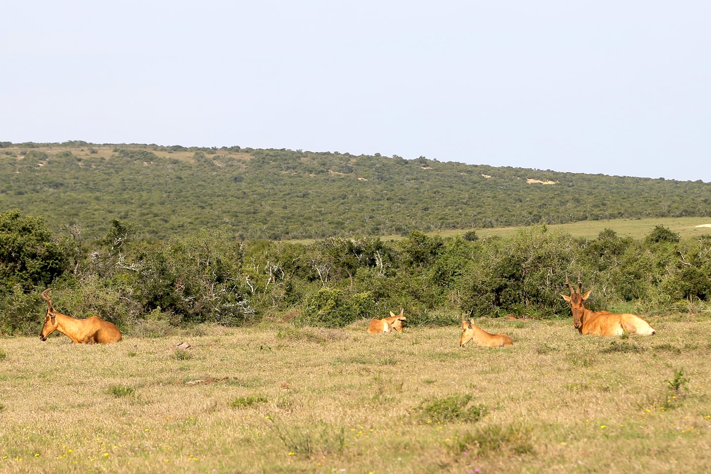 red hartebeest inside Addo Elephant National Park