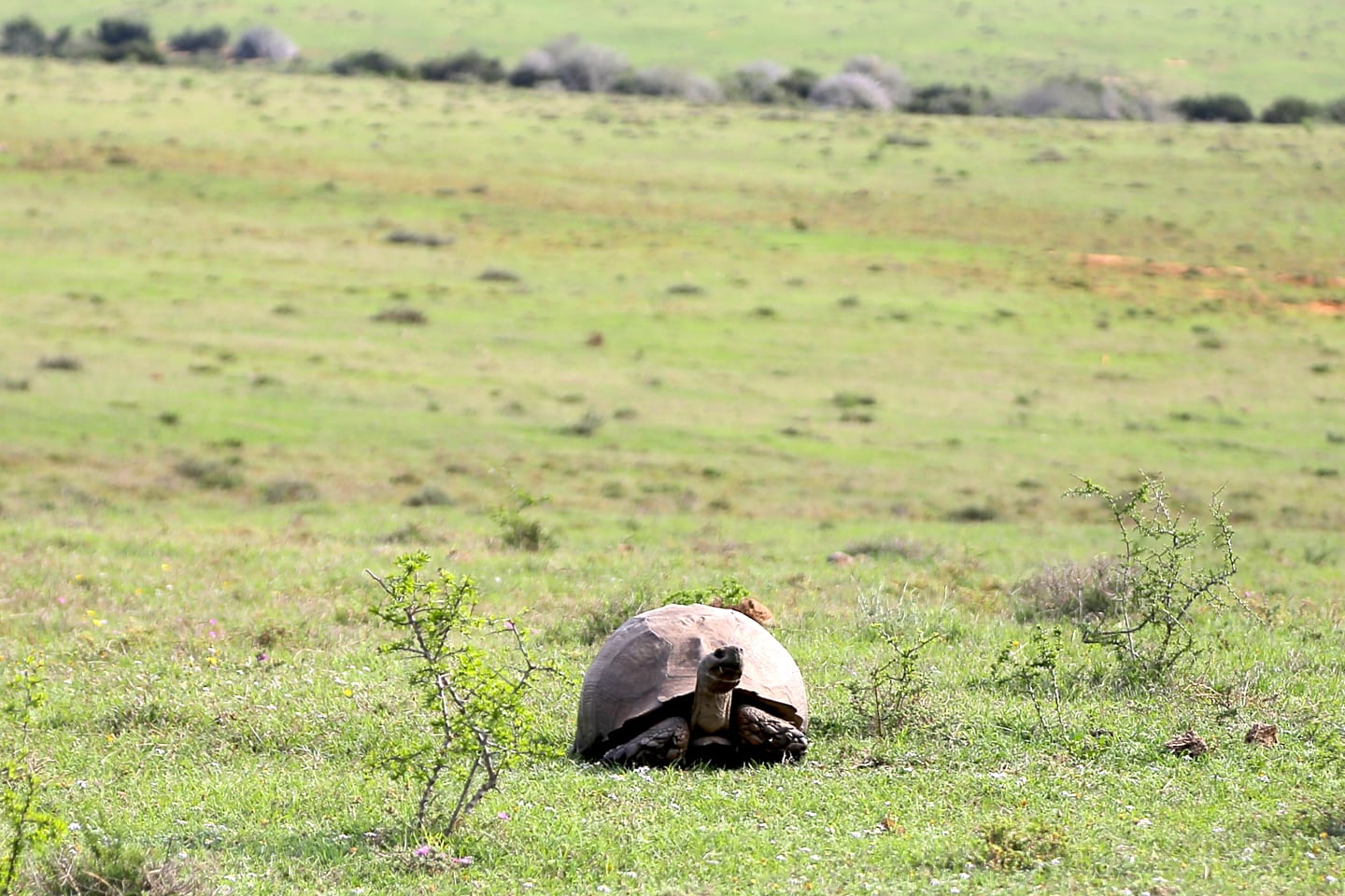 giant tortoise Addo Elephant National Park South Africa