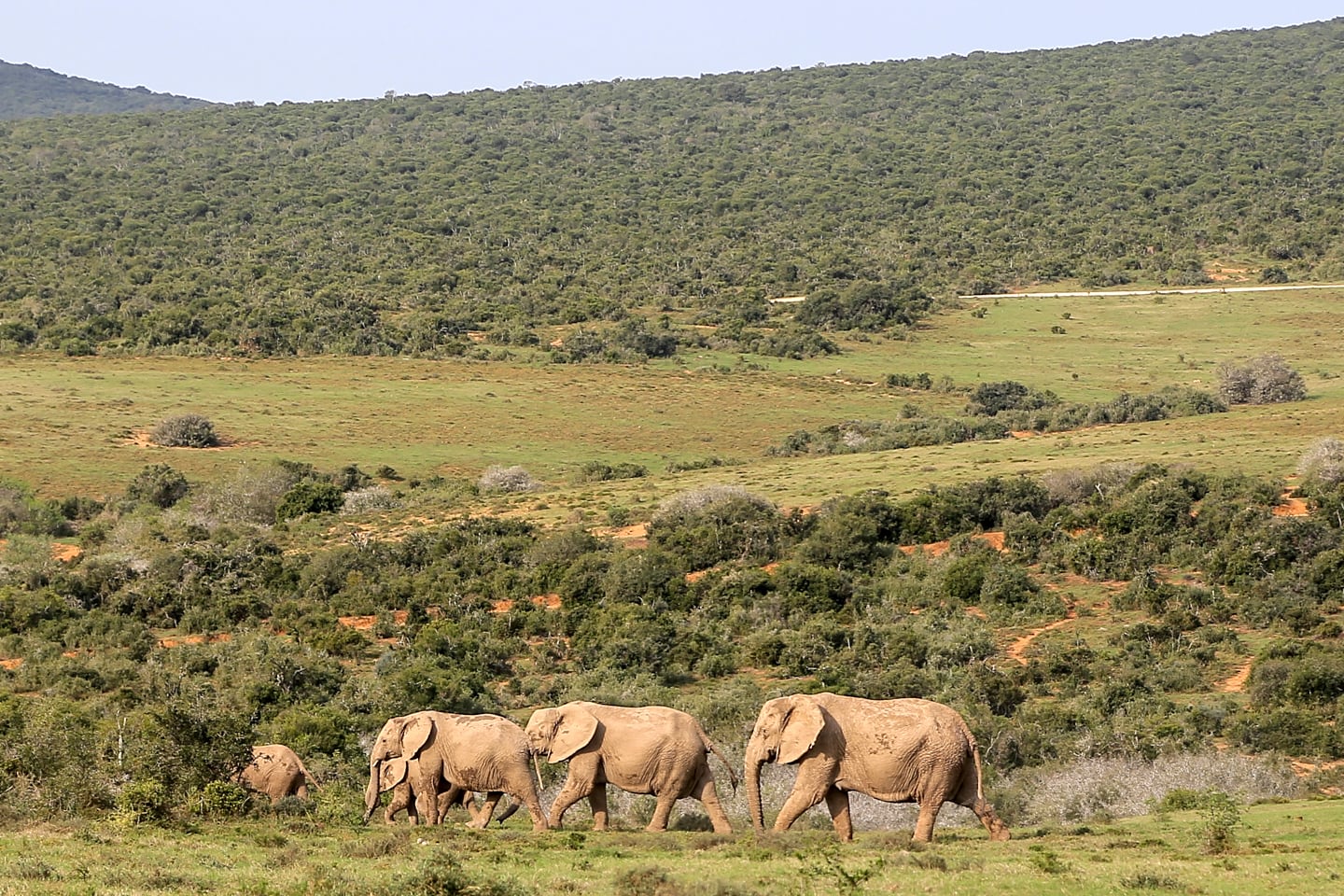 Addo Elephant National Park