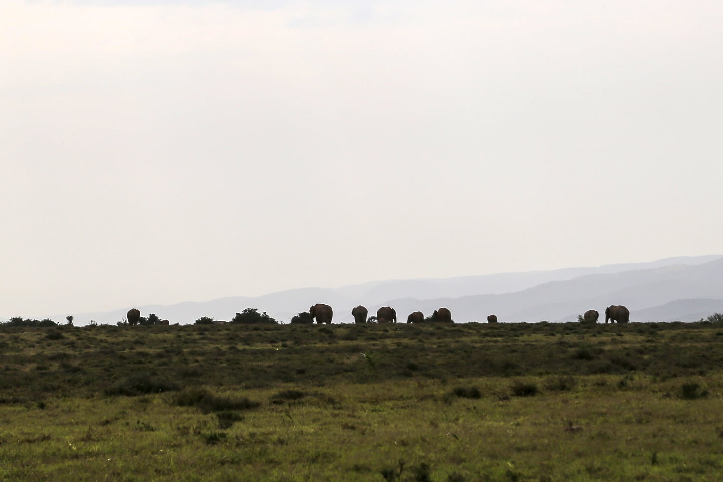 African elephants grazing on a ridge
