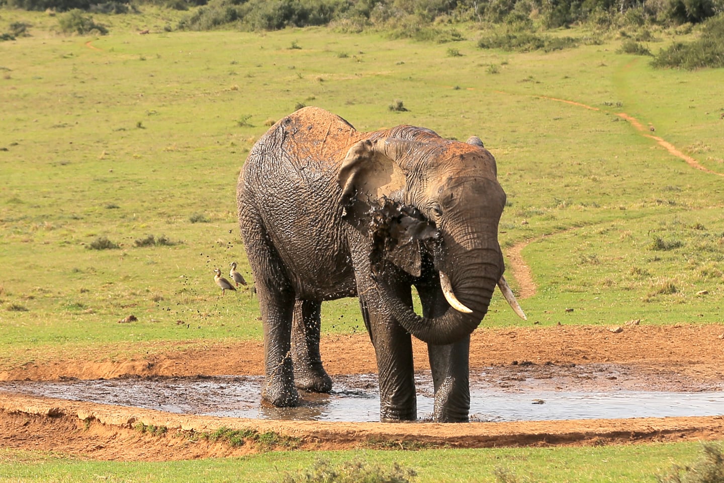elephant bath Addo Elephant National Park