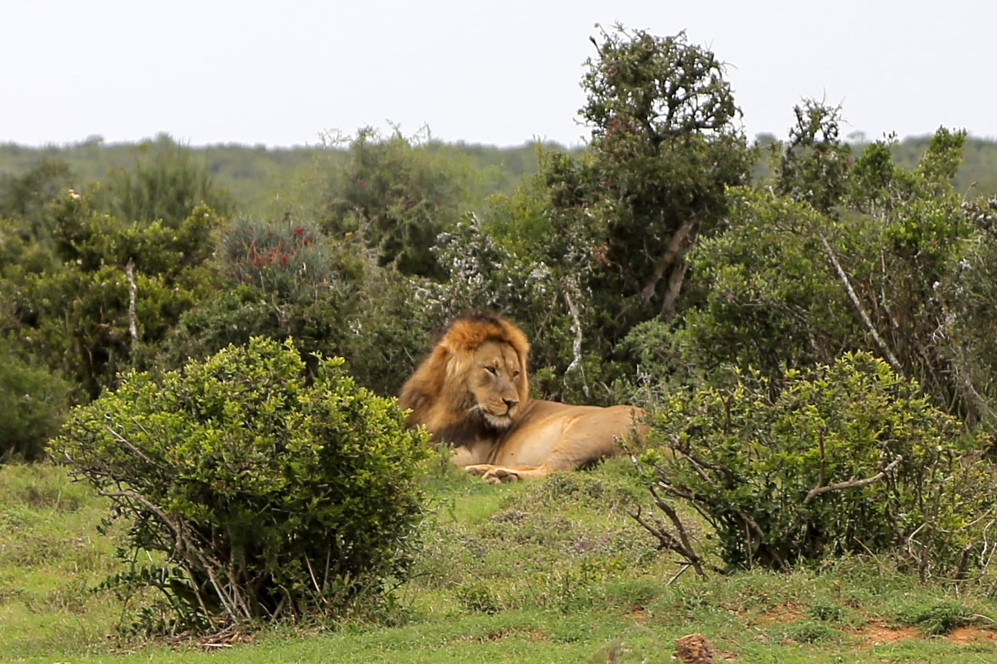 lion inside Addo Elephant National Park