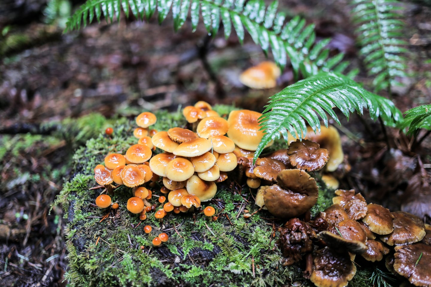 mushrooms in the Pacific Northwest woods