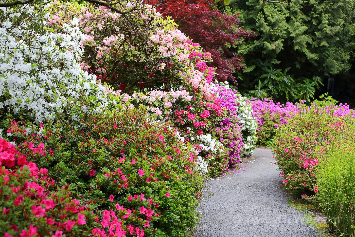 in bloom at Crystal Springs Rhododendron Garden Portland Oregon