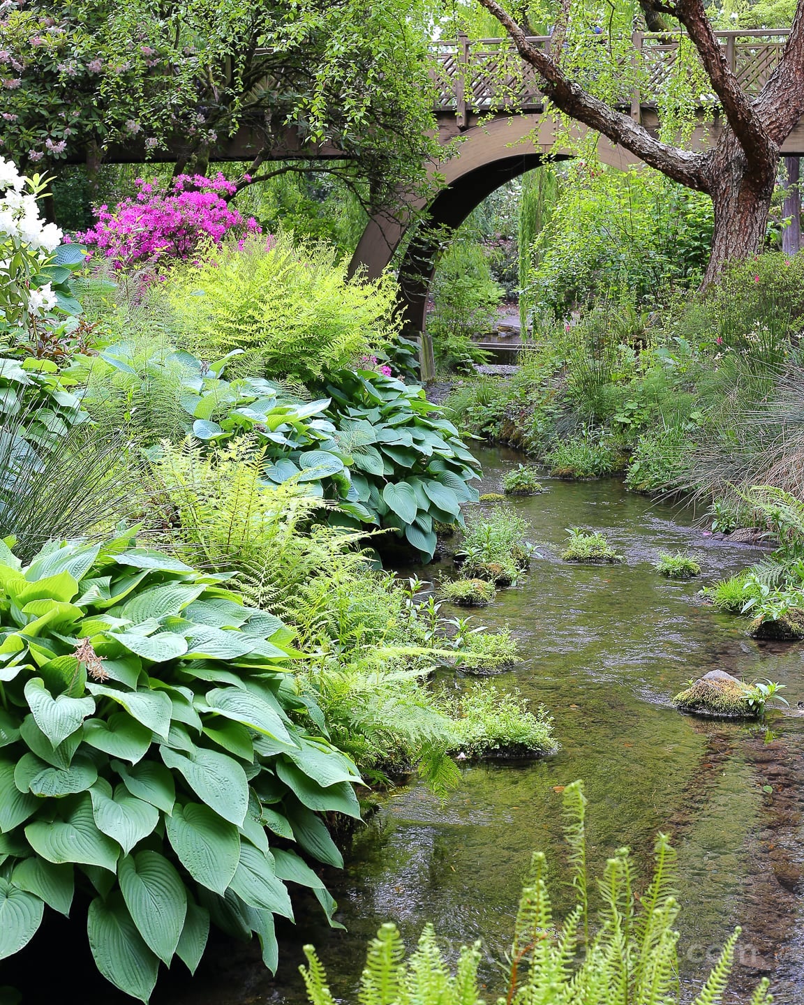 stream and bridge in Crystal Springs Rhododendron Garden Portland Oregon