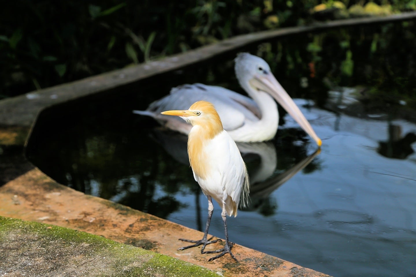 kl bird park malaysia