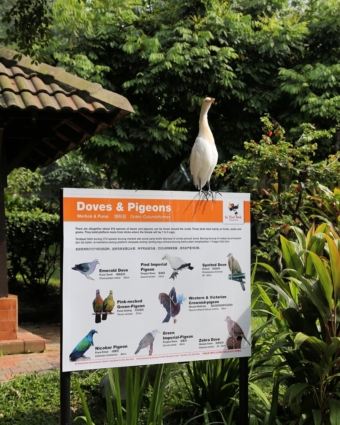 doves and pigeons sign kl bird park