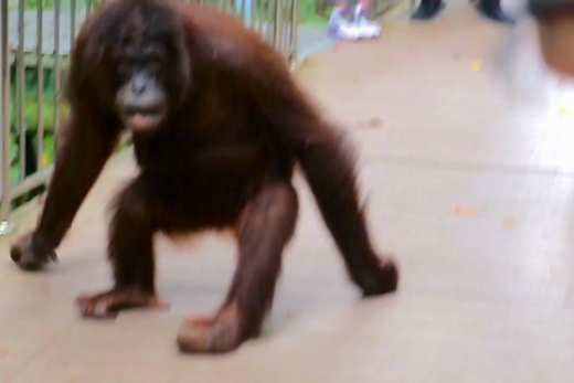 I Get Chased by an Orangutan (Seriously)