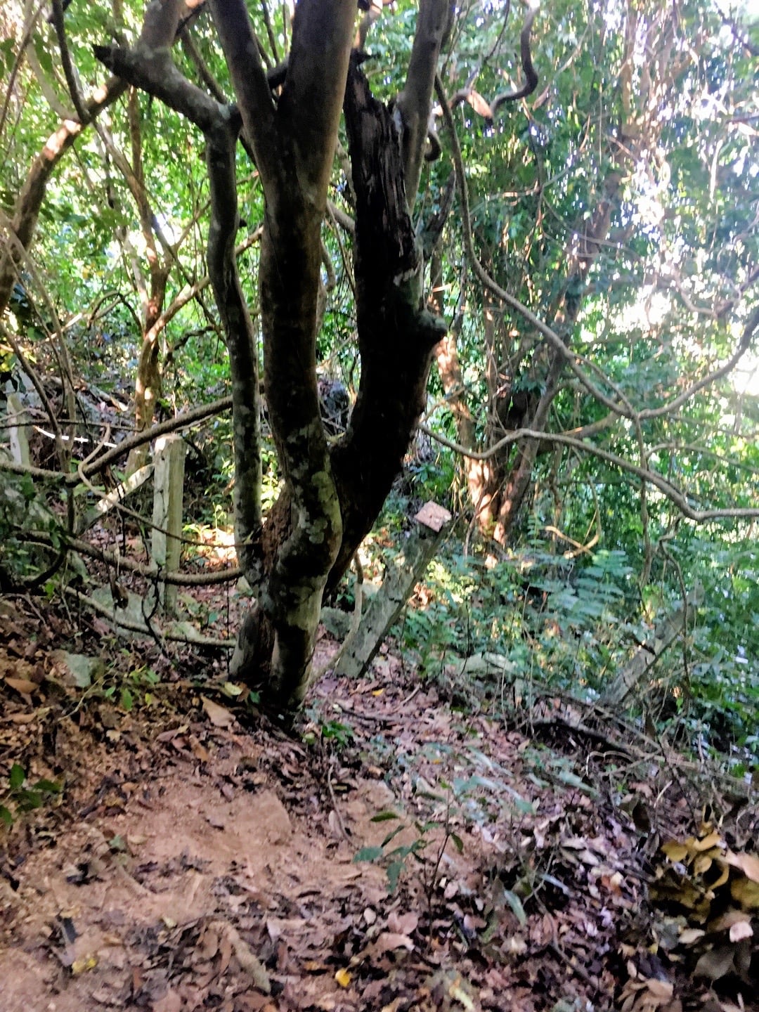hiking through forest to Kep National Park
