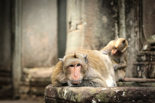 Monkeying Around in Angkor Thom