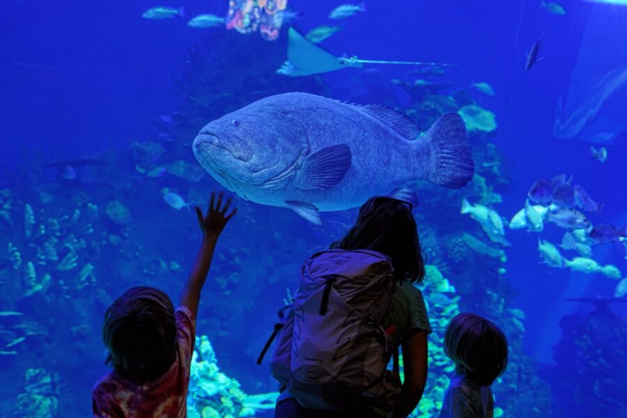 Gran Acuario (Mazatlan Aquarium) Mazatlan aquarium Gran Acuario Mexico