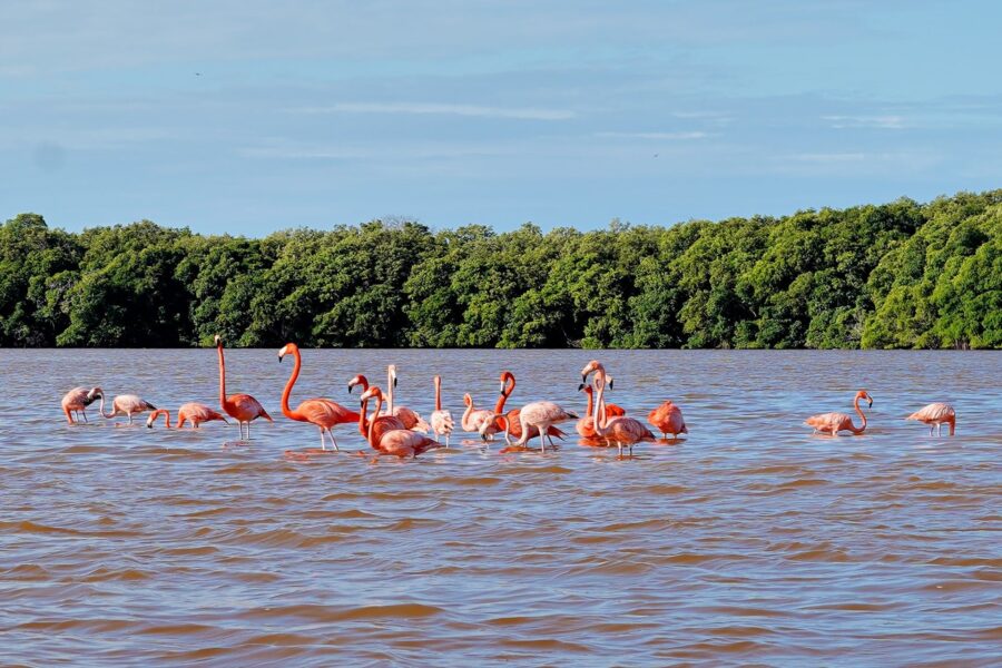 Celestún & Pink Flamingos celestun-campeche-feb2025-featured-dsc07656